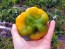 Sweet Pepper ‘Paradicsum Alaku Sarga Szentes’ Seeds (Certified Organic)