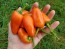 Sweet Pepper ‘Tangerine Dream' Seeds (Certified Organic)