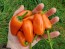 Sweet Pepper ‘Tangerine Dream' Seeds (Certified Organic)