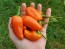 Sweet Pepper ‘Tangerine Dream' Seeds (Certified Organic)