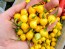 Hot Pepper ‘Biquinho Yellow’ Seeds (Certified Organic)