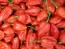 Super Hot Pepper 'Red Devil's Tongue'