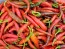 Hot Pepper ‘Louisiana Red Cayenne’ Seeds (Certified Organic)