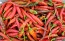Hot Pepper ‘Louisiana Red Cayenne’ Seeds (Certified Organic)