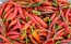 Hot Pepper ‘Louisiana Red Cayenne’ Seeds (Certified Organic)