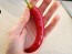 Hot Pepper ‘Garden Salsa F2’ Seeds (Certified Organic)