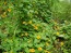 Black-Eyed Susan Vine Mix Seeds (Certified Organic)