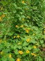 Black-Eyed Susan Vine Mix Seeds (Certified Organic)