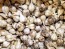 Certified Organic German White Culinary Garlic Harvested on our Farm - 4 oz. Bag