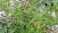 Pineapple Chamomile (Pineappleweed) Seeds (Certified Organic)
