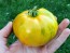 Tomato 'Lava Flow' Seeds (Certified Organic)
