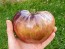 Tomato 'Rebel Starfighter Prime' Seeds (Certified Organic)