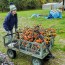 Eggplant 'Pumpkin on a Stick'