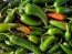 Hot Pepper ‘Orange Thai’ Seeds (Certified Organic)