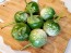 Eggplant ‘Lao Green Stripe’ Seeds (Certified Organic)