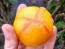 Tomato 'Lava Flow' Seeds (Certified Organic)