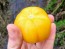 Tomato 'Lava Flow' Seeds (Certified Organic)