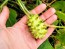 Jelly Melon (Kiwano) AKA African Horned Cucumber Seeds