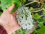 Jelly Melon (Kiwano) AKA African Horned Cucumber Seeds