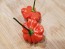 Hot Pepper ‘Brazilian Starfish' Seeds (Certified Organic)