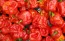 Hot Pepper ‘Bahamian Beast' Seeds (Certified Organic)