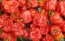 Hot Pepper ‘Bahamian Beast' Seeds (Certified Organic)