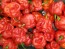 Hot Pepper ‘Bahamian Beast' Seeds (Certified Organic)