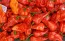 Hot Pepper ‘Naga Death Purple Leaf’ Seeds (Certified Organic)