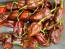 Hot Pepper ‘Chocolate Bhutlah' Seeds (Certified Organic)