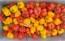 Hot Pepper ‘Red and Yellow Scotch Bonnet Mix’ 