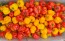 Hot Pepper ‘Red and Yellow Scotch Bonnet Mix’ 