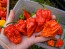 Hot Pepper ‘Zing’ Seeds (Certified Organic)