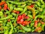 Hot Pepper ‘Hangjiao (HJ8) Total Eclipse Space Chili’ Seeds (Certified Organic)