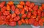 Hot Pepper ‘Tobago’ Seeds (Certified Organic)