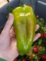 Hot Pepper ‘Beaver Dam’ Seeds (Certified Organic) 