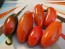 Hot Pepper ‘Orange Spice Jalapeno’ Seeds (Certified Organic)