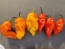 Hot Pepper ‘Red Fatalii’ Seeds (Certified Organic)