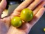 Tomato 'Small Green Cherry' Plant (4" Pot, single)