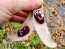 Pole Lima Bean 'Christmas' Seeds (Certified Organic)