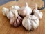 Certified Organic Bangkok Thai Fire Culinary Garlic Harvested on our Farm - 4 oz. Bag