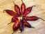 Hot Pepper 'Redgum Tiger MAMP x Chocolate Nagabrains' Seeds (Certified Organic)