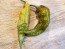 Hot Pepper ‘Bhut Jolokia (Ghost) Solid Gold' Seeds (Certified Organic)