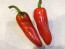 Hot Pepper ‘Aji Panca’ Seeds (Certified Organic)