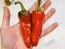 Hot Pepper ‘Aji Panca’ Seeds (Certified Organic)