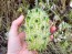 Jelly Melon (Kiwano) AKA African Horned Cucumber Seeds