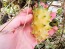 Jelly Melon (Kiwano) AKA African Horned Cucumber Seeds