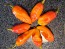 Hot Pepper ‘Red Fatalii’ Seeds (Certified Organic)