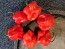 Hot Pepper ‘Bahamian Beast' Seeds (Certified Organic)