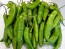 Hot Pepper ‘Aji Amarillo’ Seeds (Certified Organic)