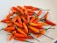 Hot Pepper 'Tabasco' Seeds (Certified Organic)